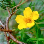 Hypericum lanceolatum var angustifolium Fieur jaune des hauts Hypericaceae Endémique La Réunion 144.jpeg